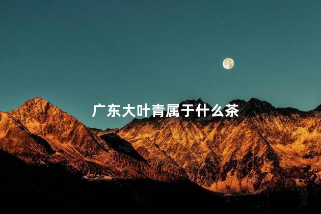 广东大叶青属于什么茶